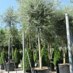 Olijfboom (Olea Europaea ) -Aanbiedingen Tuin Vitaal Winkel olea