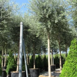 Olijfboom (Olea Europaea ) -Aanbiedingen Tuin Vitaal Winkel olea 2