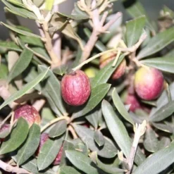 Olijf Als Struik (Olea Europaea) -Aanbiedingen Tuin Vitaal Winkel olea europaea 2 1