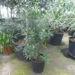 Olijf Als Struik (Olea Europaea) -Aanbiedingen Tuin Vitaal Winkel olea europaea struikvorm 80 100 c20