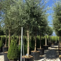 Olijfboom (Olea Europaea ) -Aanbiedingen Tuin Vitaal Winkel olea europea 25 30