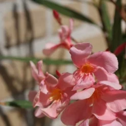 Roze Oleander (Nerium Oleander) -Aanbiedingen Tuin Vitaal Winkel oleander 5