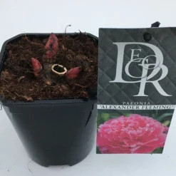 Pioenroos (Paeonia Dr. 'Alexander Fleming') -Aanbiedingen Tuin Vitaal Winkel paeonia alexander fleming v1