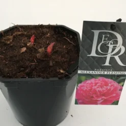 Pioenroos (Paeonia Dr. 'Alexander Fleming') -Aanbiedingen Tuin Vitaal Winkel paeonia alexander fleming v2
