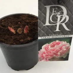 Pioenroos (Paeonia 'Sarah Bernhardt') -Aanbiedingen Tuin Vitaal Winkel paeonia sarah berhardt p12