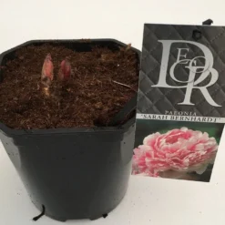 Pioenroos (Paeonia 'Sarah Bernhardt') -Aanbiedingen Tuin Vitaal Winkel paeonia sarah berhardt v2