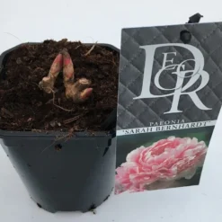 Pioenroos (Paeonia 'Sarah Bernhardt') -Aanbiedingen Tuin Vitaal Winkel paeonia sarah bernhardt v1
