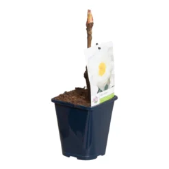 Witte Boompioen (Paeonia Suffruticosa) 7 Witte Boompioen (Paeonia Suffruticosa) -Aanbiedingen Tuin Vitaal Winkel paeonia suff. wit p11 2