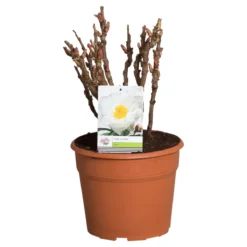 Witte Boompioen (Paeonia Suffruticosa) 6 Witte Boompioen (Paeonia Suffruticosa) -Aanbiedingen Tuin Vitaal Winkel paeonia suffruticosa wit c12 2