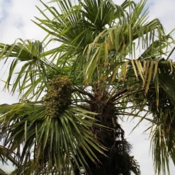 Winterharde Palm (Trachycarpus Fortunei) -Aanbiedingen Tuin Vitaal Winkel palm 3