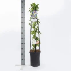 Passiebloem (Passiflora Caerulea) 11 Passiebloem (Passiflora Caerulea) -Aanbiedingen Tuin Vitaal Winkel passiflora caerulea1.00 1.25