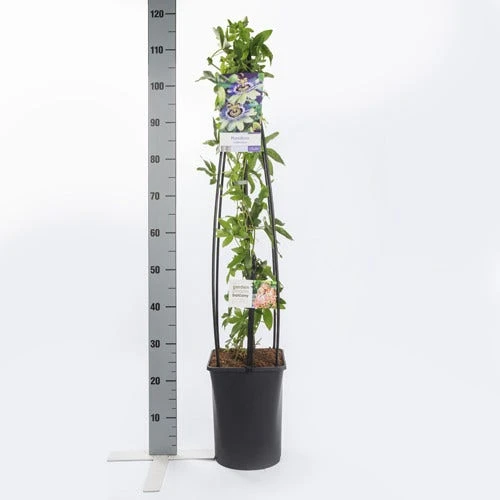 Passiebloem (Passiflora Caerulea) 4 Passiebloem (Passiflora Caerulea) - Afbeelding 4