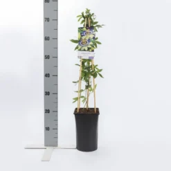 Passiebloem (Passiflora Caerulea) 10 Passiebloem (Passiflora Caerulea) -Aanbiedingen Tuin Vitaal Winkel passiflora caerulea