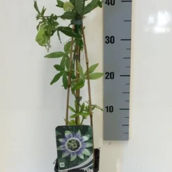 Passiebloem (Passiflora Caerulea) 15 Passiebloem (Passiflora Caerulea) -Aanbiedingen Tuin Vitaal Winkel passiflora caerulea 50 60 c2 1