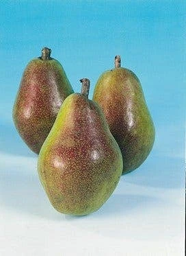 Lei-Peer (Pyrus Communis 'Bonne Louise D'Avranches') 2 Lei-Peer (Pyrus Communis 'Bonne Louise D'Avranches') - Afbeelding 2