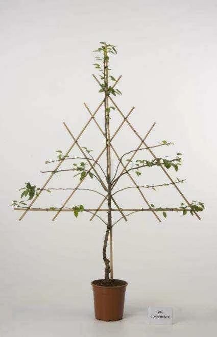 Lei-Peer (Pyrus Communis 'Clapp's Favourite') 3 Lei-Peer (Pyrus Communis 'Clapp's Favourite') - Afbeelding 3