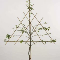 Lei-Peer (Pyrus Communis 'Triomph De Vienne') -Aanbiedingen Tuin Vitaal Winkel peer leirek 2 7