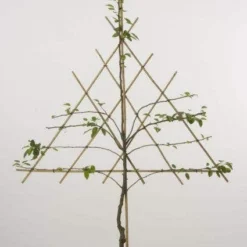 Lei-Peer (Pyrus Communis 'Zoete Brederode') 6 Lei-Peer (Pyrus Communis 'Zoete Brederode') -Aanbiedingen Tuin Vitaal Winkel peer leirek 2 9