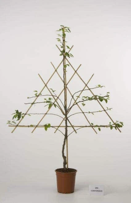 Lei-Peer (Pyrus Communis 'Zoete Brederode') 3 Lei-Peer (Pyrus Communis 'Zoete Brederode') - Afbeelding 3