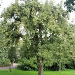 Wilde Perenboom (Pyrus Communis) -Aanbiedingen Tuin Vitaal Winkel perenboom 2