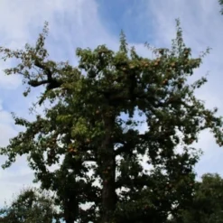 Wilde Perenboom (Pyrus Communis) -Aanbiedingen Tuin Vitaal Winkel perenboom 4