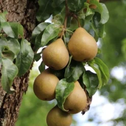 Wilde Perenboom (Pyrus Communis) -Aanbiedingen Tuin Vitaal Winkel perenboom 5