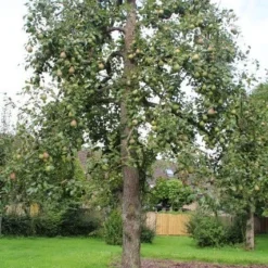 Wilde Perenboom (Pyrus Communis) -Aanbiedingen Tuin Vitaal Winkel perenboom 6