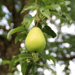Wilde Perenboom (Pyrus Communis) -Aanbiedingen Tuin Vitaal Winkel perenboom 7