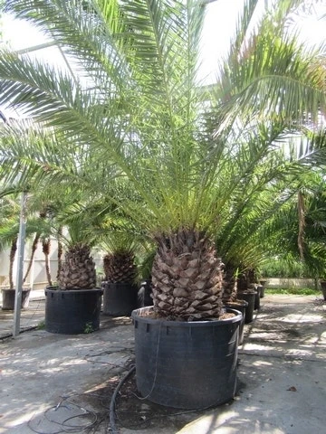 Canarische Dadelpalm (Phoenix Canariensis) 9 Canarische Dadelpalm (Phoenix Canariensis) - Afbeelding 9