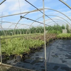 Nieuw Zeelands Vlas (Phormium Tenax) -Aanbiedingen Tuin Vitaal Winkel phormium 2