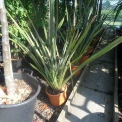 Nieuw Zeelands Vlas (Phormium Tenax) -Aanbiedingen Tuin Vitaal Winkel phormium tenax c7