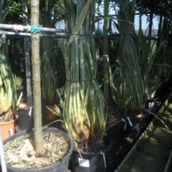 Nieuw Zeelands Vlas (Phormium Tenax 'Variegatum') 6 Nieuw Zeelands Vlas (Phormium Tenax 'Variegatum') -Aanbiedingen Tuin Vitaal Winkel phormium tenax variegatum 125 150 175 c50 70