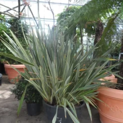 Nieuw Zeelands Vlas (Phormium Tenax 'Variegatum') 7 Nieuw Zeelands Vlas (Phormium Tenax 'Variegatum') -Aanbiedingen Tuin Vitaal Winkel phormium tenax variegatum 150 200 c240