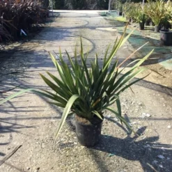 Nieuw Zeelands Vlas (Phormium Tenax 'Pink Stripe')