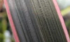 Nieuw Zeelands Vlas (Phormium Tenax 'Pink Stripe') -Aanbiedingen Tuin Vitaal Winkel phorniumtenaxps01 2