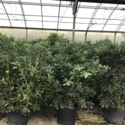 Australische Laurier (Pittosporum Tobira) -Aanbiedingen Tuin Vitaal Winkel pittosporum