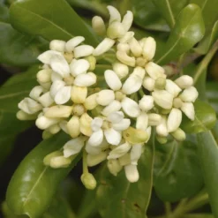 Australische Laurier (Pittosporum Tobira)