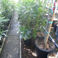 Australische Laurier (Pittosporum Tobira) -Aanbiedingen Tuin Vitaal Winkel pittosporum tobira c10