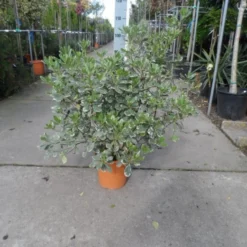 Australische Laurier (Pittosporum Tobira 'Variegatum') -Aanbiedingen Tuin Vitaal Winkel pittosporum tobira variegatum c10