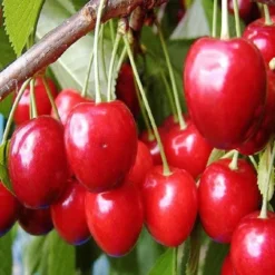 Kersenboom (Prunus Avium 'Hedelfinger Riesenkirsche') -Aanbiedingen Tuin Vitaal Winkel prahries 3