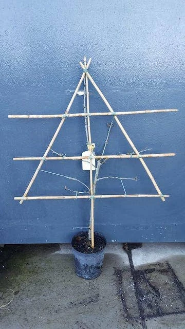 Lei-Pruim (Prunus Domestica 'Jubileum') 2 Lei-Pruim (Prunus Domestica 'Jubileum') - Afbeelding 2