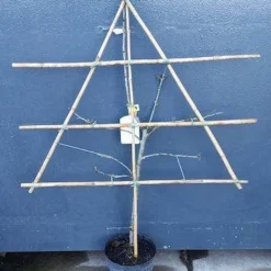 Lei-Pruim (Prunus Domestica 'Mirabelle De Nancy') 5 Lei-Pruim (Prunus Domestica 'Mirabelle De Nancy') -Aanbiedingen Tuin Vitaal Winkel pruim lei 1 8