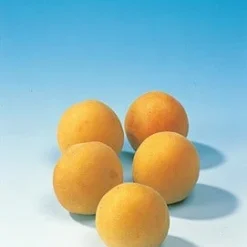 Pruimenboom (Prunus Domestica 'Mirabelle De Nancy') -Aanbiedingen Tuin Vitaal Winkel pruim mirabelle de nancy