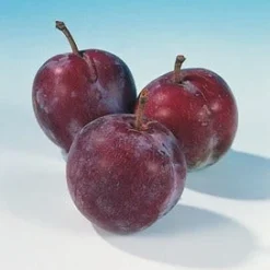 Pruimenboom (Prunus Domestica 'Opal') -Aanbiedingen Tuin Vitaal Winkel pruim opal