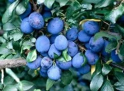 Pruimenboom (Prunus Domestica 'Damson')