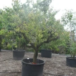 Abrikozenboom (Prunus Armeniaca) 8 Abrikozenboom (Prunus Armeniaca) -Aanbiedingen Tuin Vitaal Winkel prunus armeniaca eetabrikoos halfstam c750 solitair