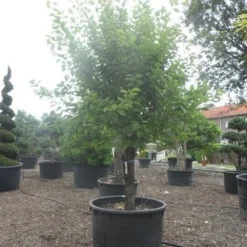 Abrikozenboom (Prunus Armeniaca) 9 Abrikozenboom (Prunus Armeniaca) -Aanbiedingen Tuin Vitaal Winkel prunus armeniaca halfstam c750