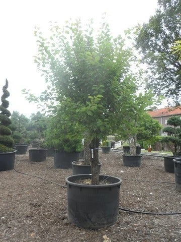 Abrikozenboom (Prunus Armeniaca) 4 Abrikozenboom (Prunus Armeniaca) - Afbeelding 4