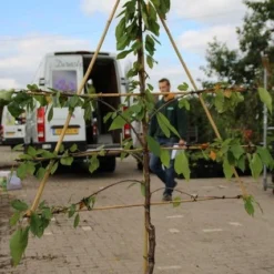 Lei-kers (Prunus Avium 'Hedelfinger Riesenkirsche') -Aanbiedingen Tuin Vitaal Winkel prunus avium hedelfinger riesenkirschen 2