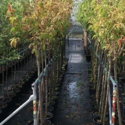 Kersenboom (Prunus Avium 'Merchant') 3 Kersenboom (Prunus Avium 'Merchant') -Aanbiedingen Tuin Vitaal Winkel prunus avium stam 2